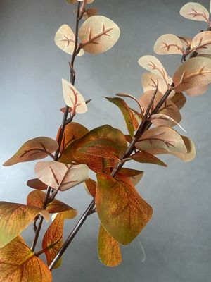 Eucalyptus spray oranje geel