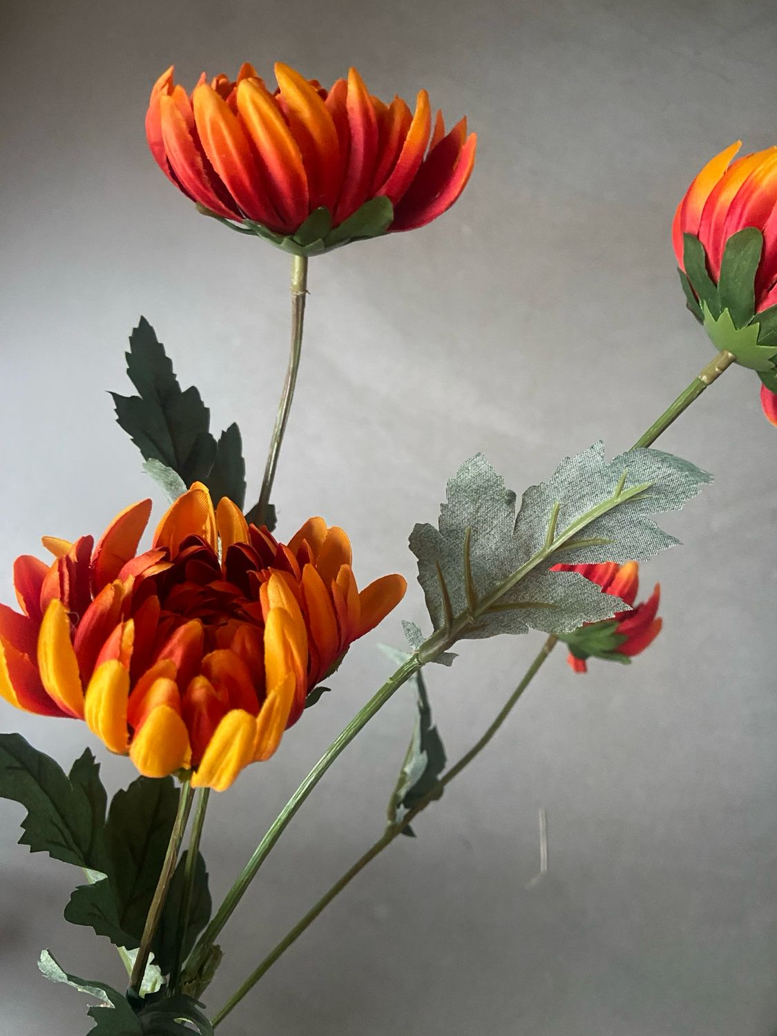 Chrysant rood-oranje-geel