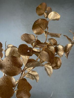 Eucalyptus spray gold