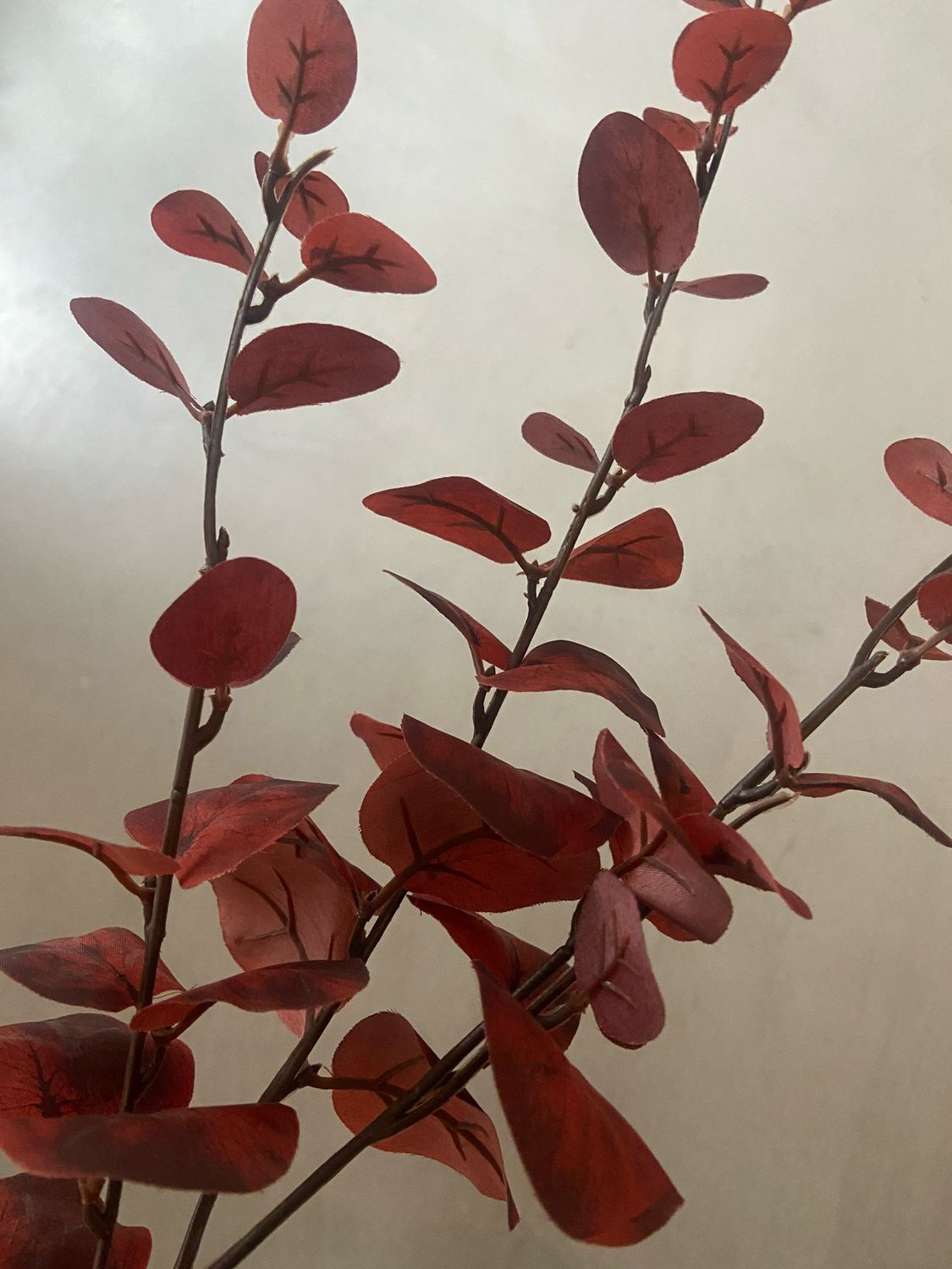 Eucalyptus spray rood