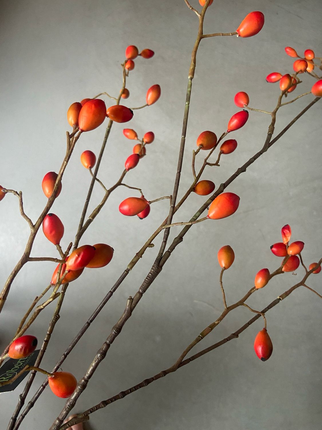 Rozebottel XL 120 cm