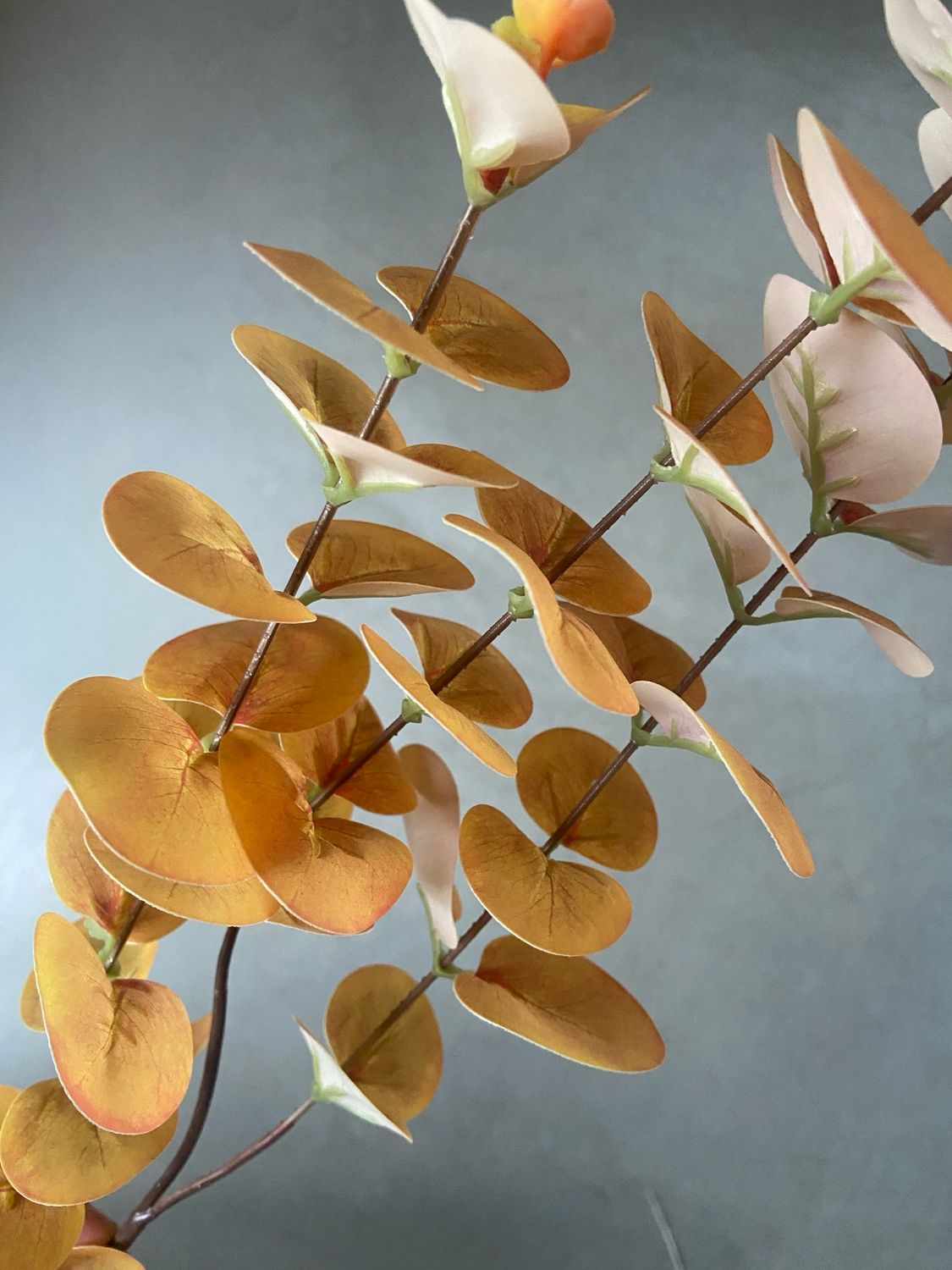 Eucalyptus spray geel