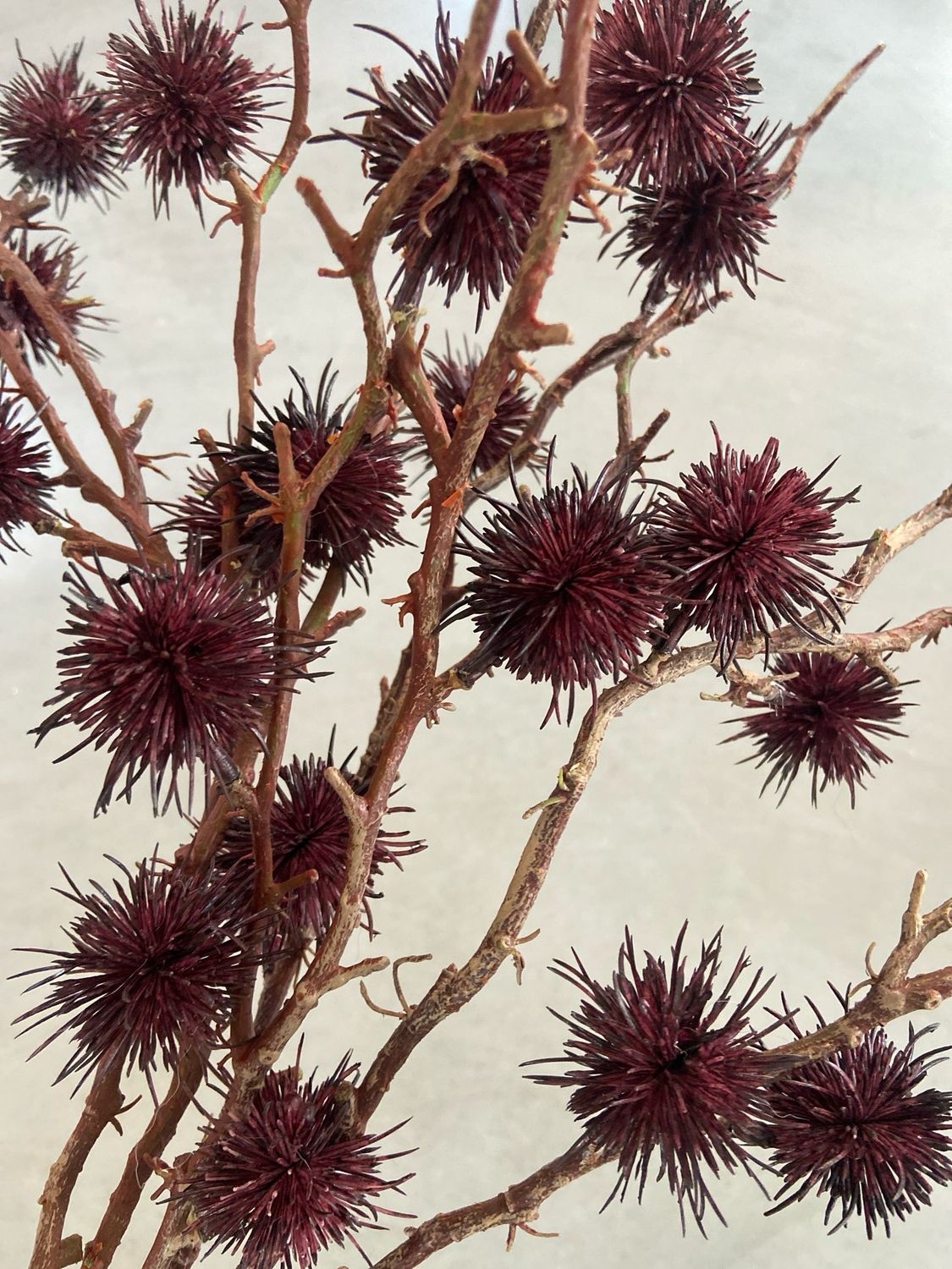 Distel burgundy