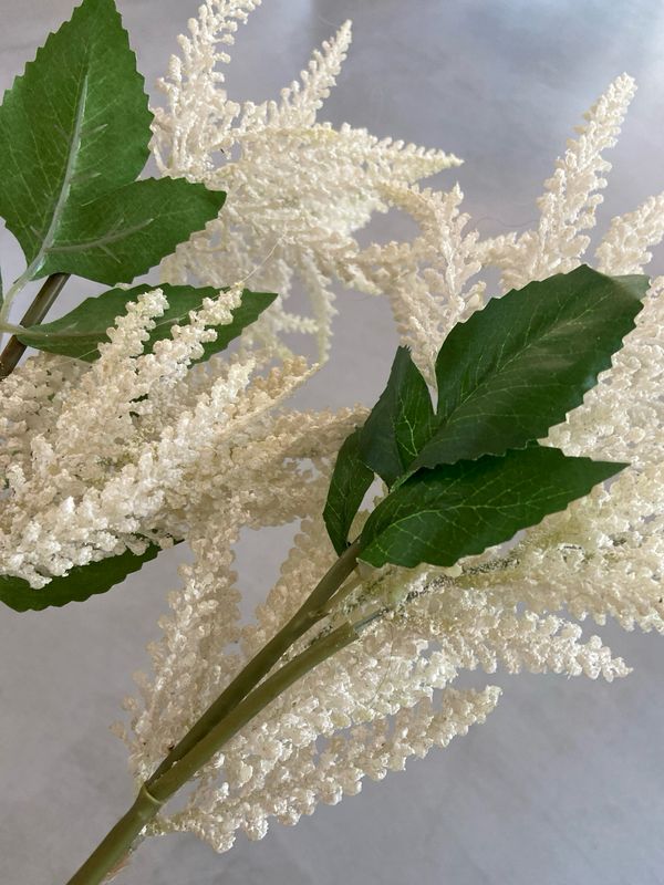 Astilbe wit