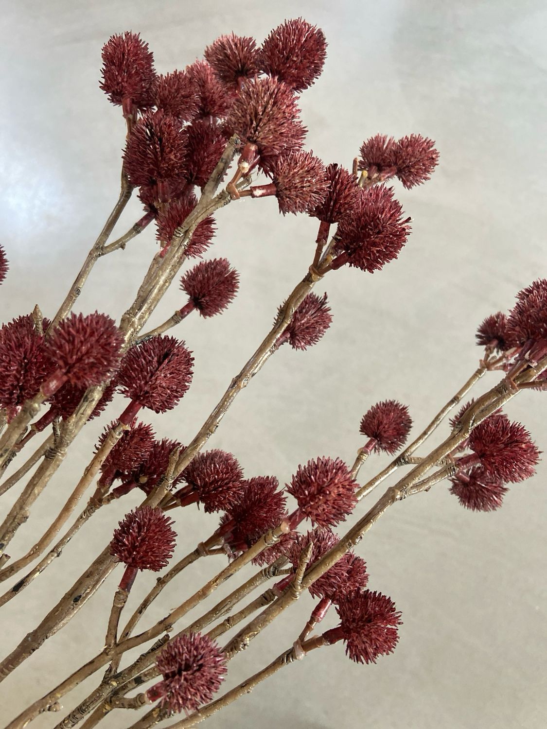 Distel burgundy