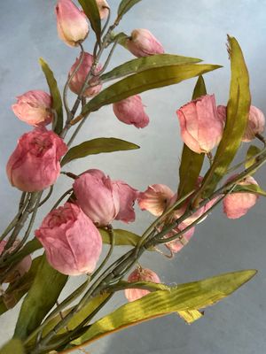 Cora bell mauve