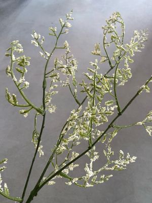 Limonium wit
