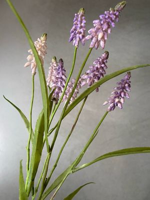 Bundel druifjes S2 licht paars