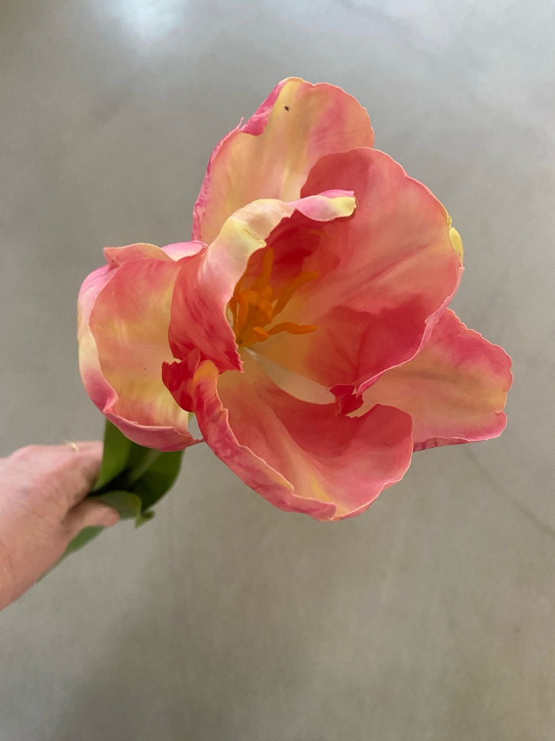 Franse tulp roze mix 68 cm