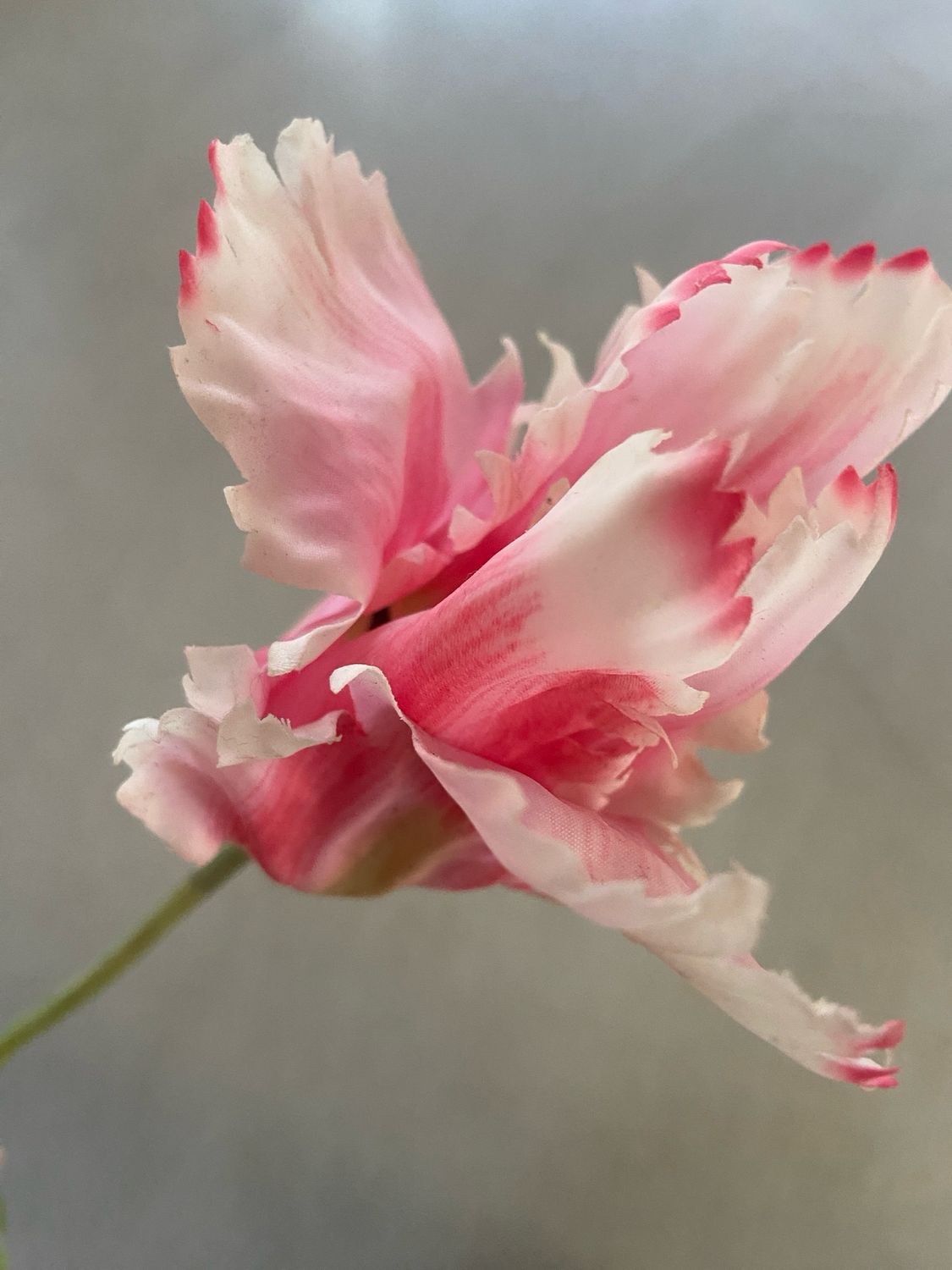 Franse tulp roze 78 cm