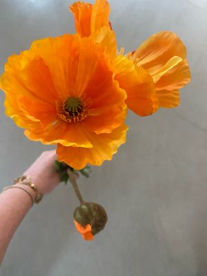 Papaver oranje 75 cm