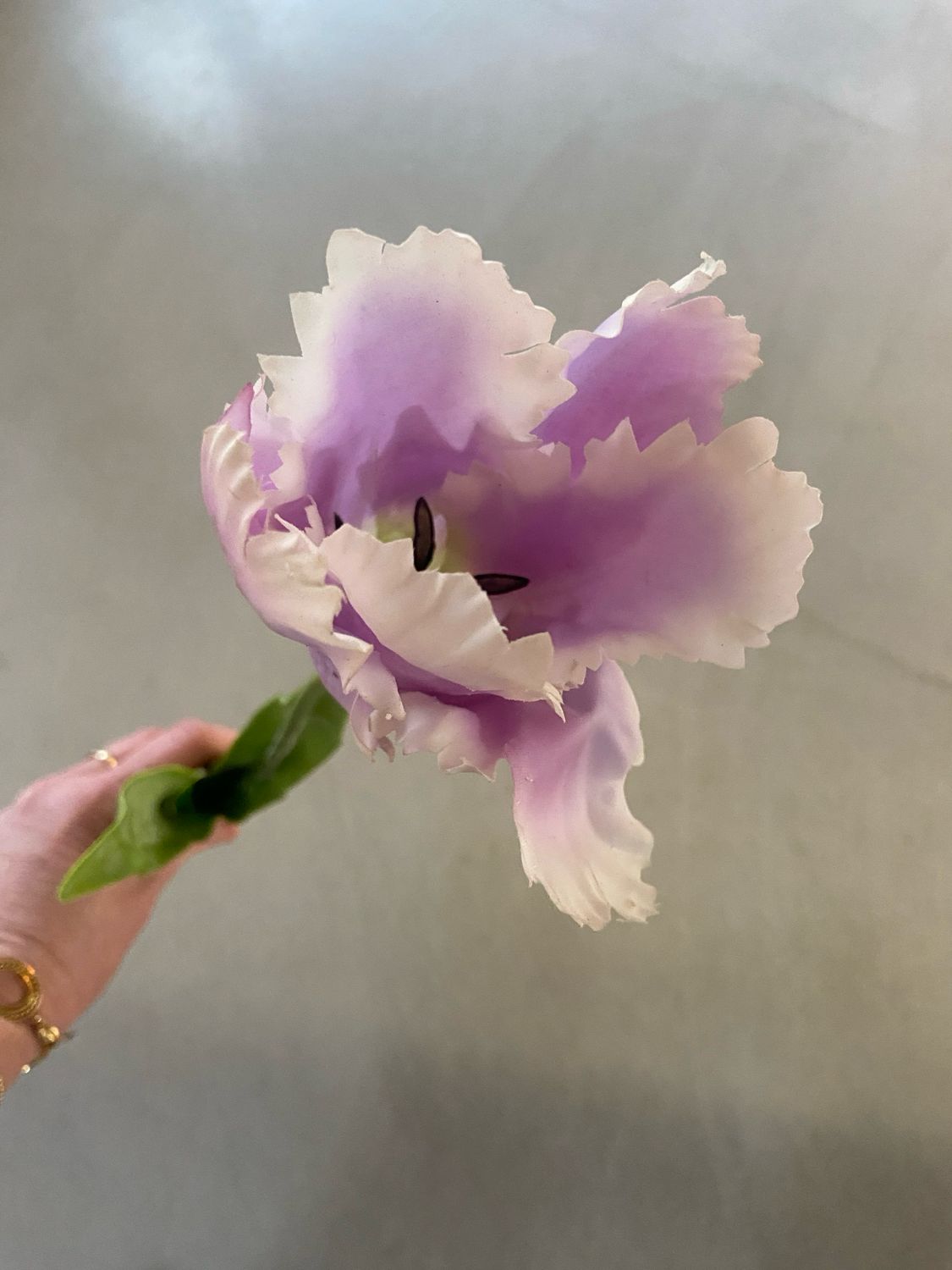 Franse tulp lavendel 68 cm