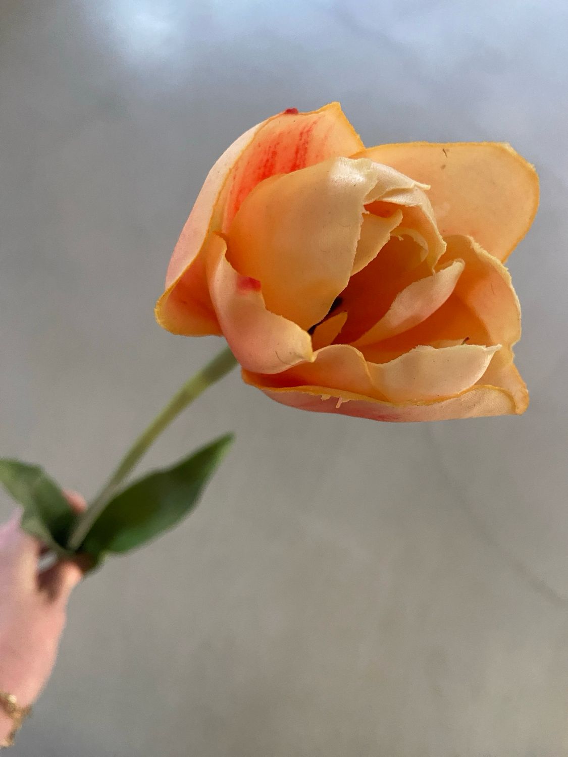 Tulp peach 74 cm