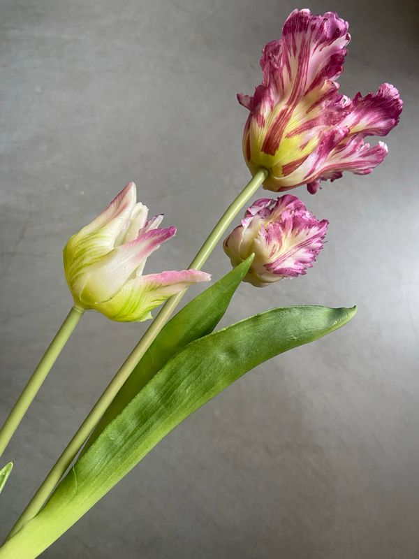 Franse tulp Purple 71 cm (3 op steel)