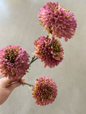 Chrysant paars
