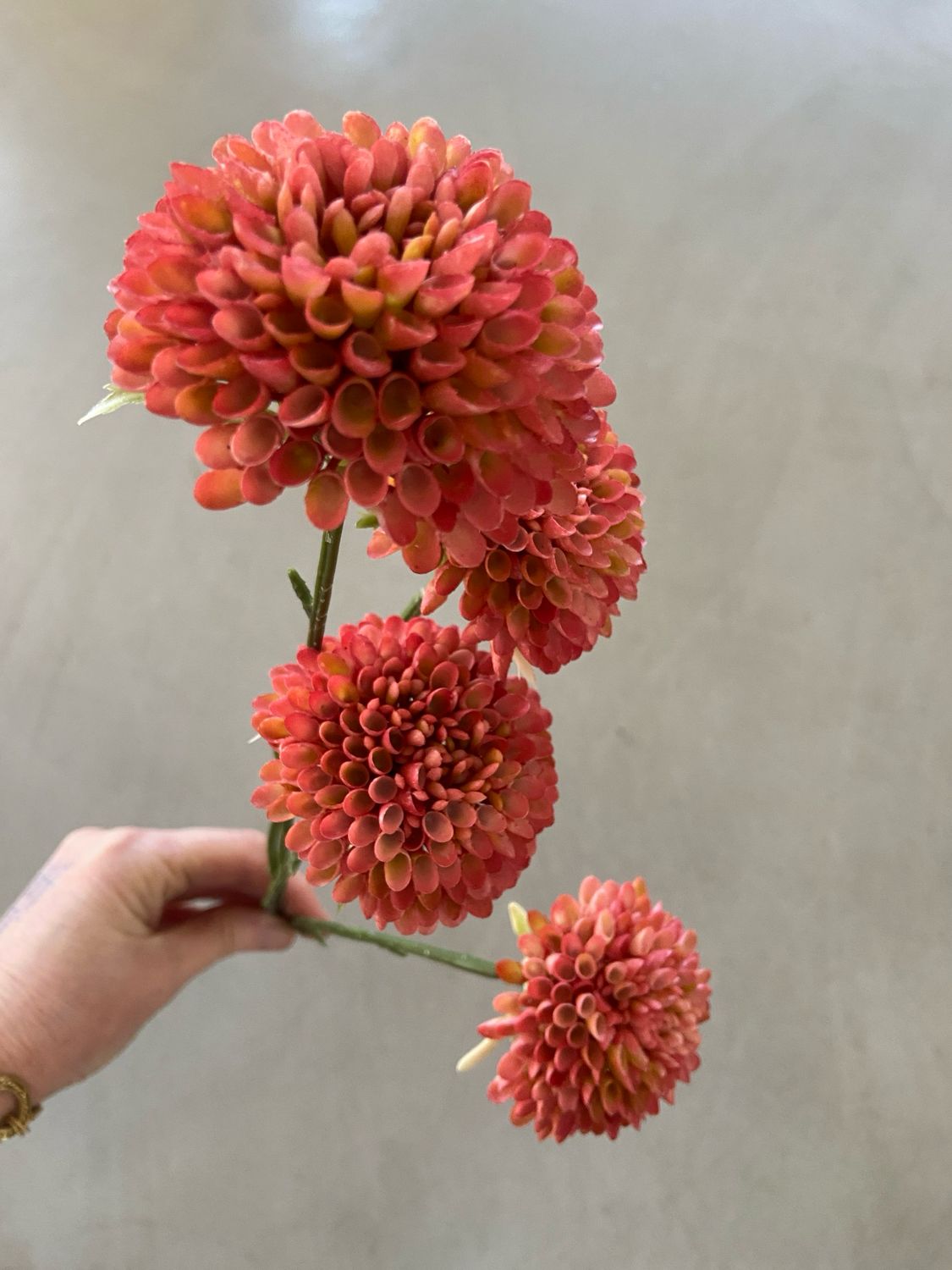 Chrysant donker roze