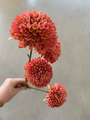 Chrysant donker roze
