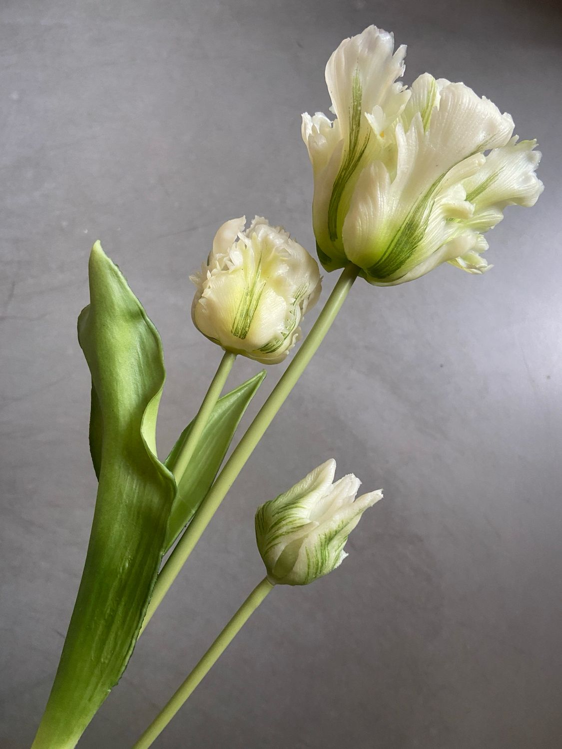 Franse tulp crème 71 cm (3 op steel)