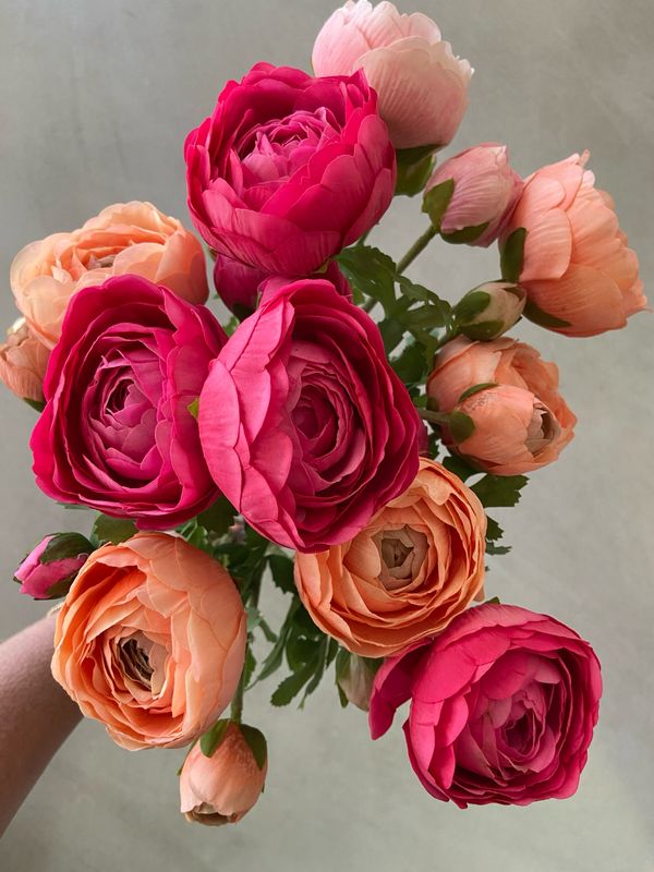 Ranonkel real touch roze 52 cm