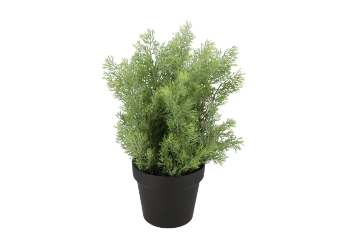 Zijden cyprus groen