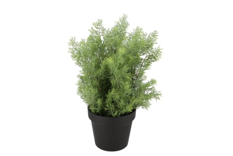 Zijden cyprus groen