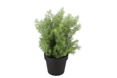 Zijden cyprus groen