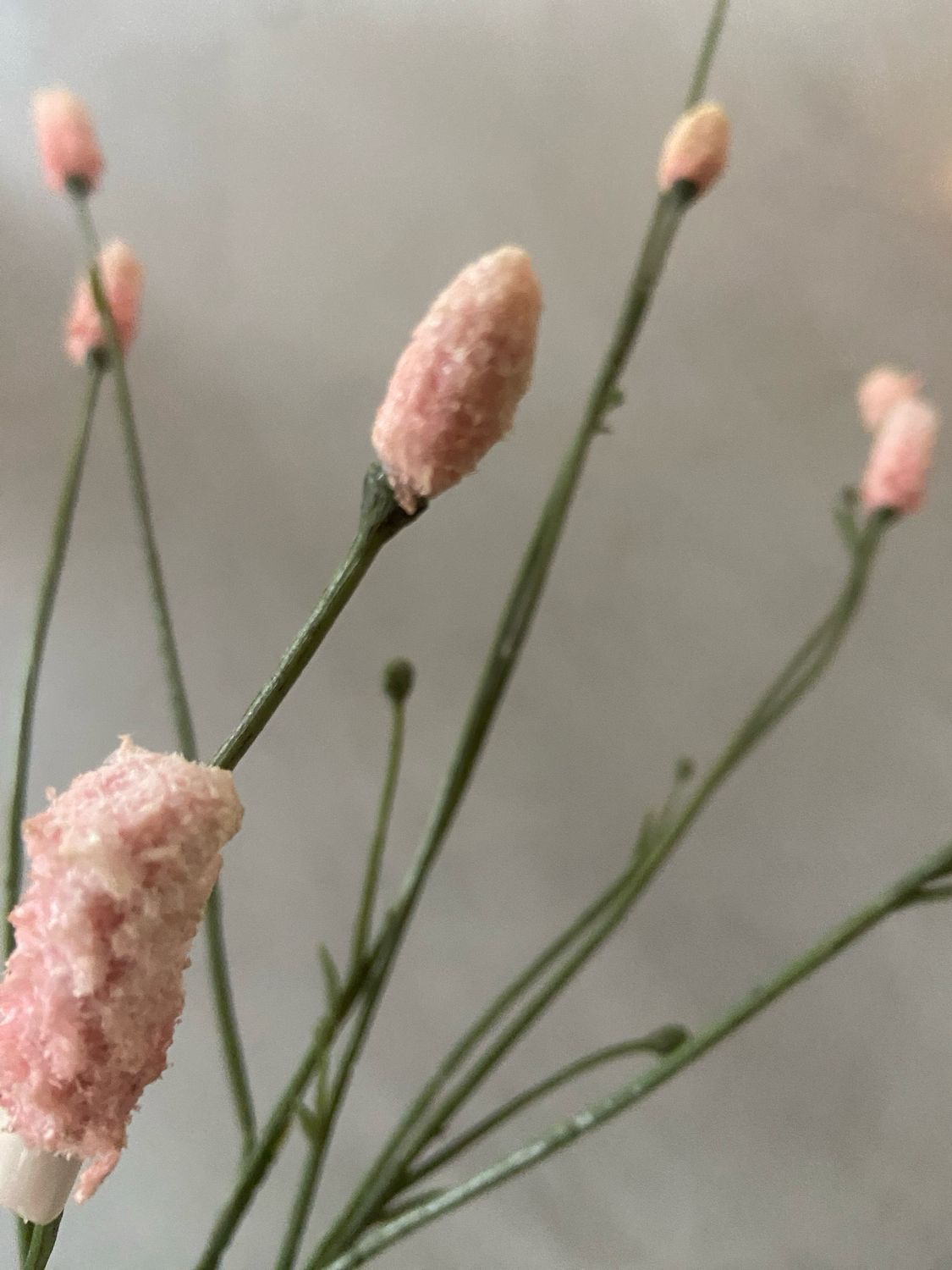 Pimpernel licht roze