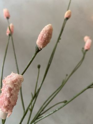 Pimpernel licht roze