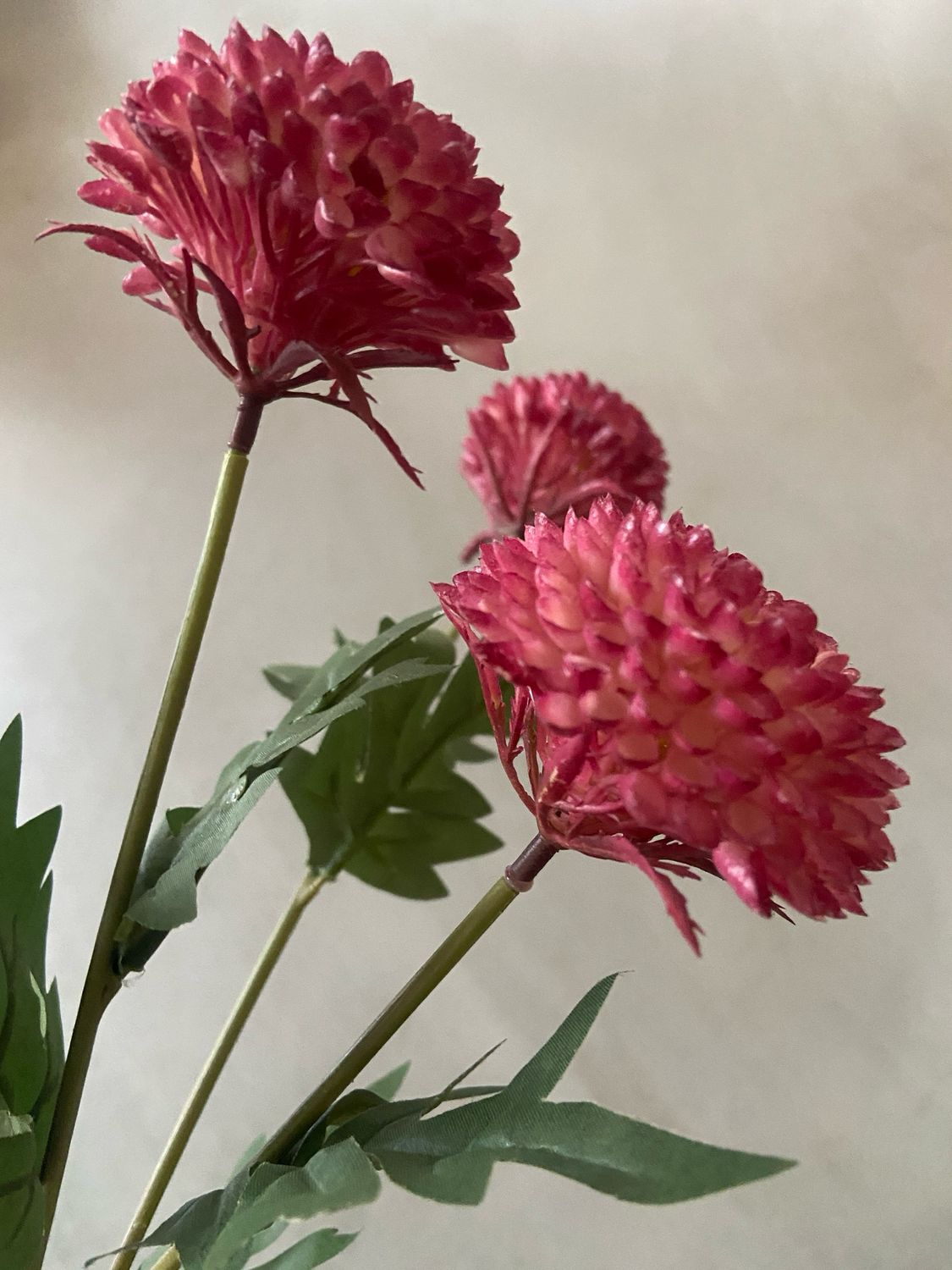 Chrysant roze