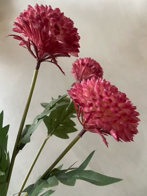 Chrysant roze