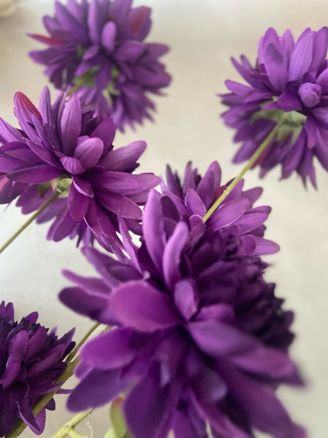 Dahlia paars 100 cm