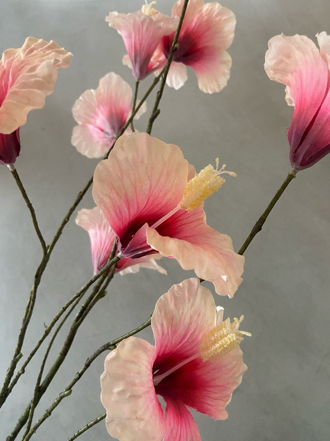 Papaver yellow/pink 130 cm