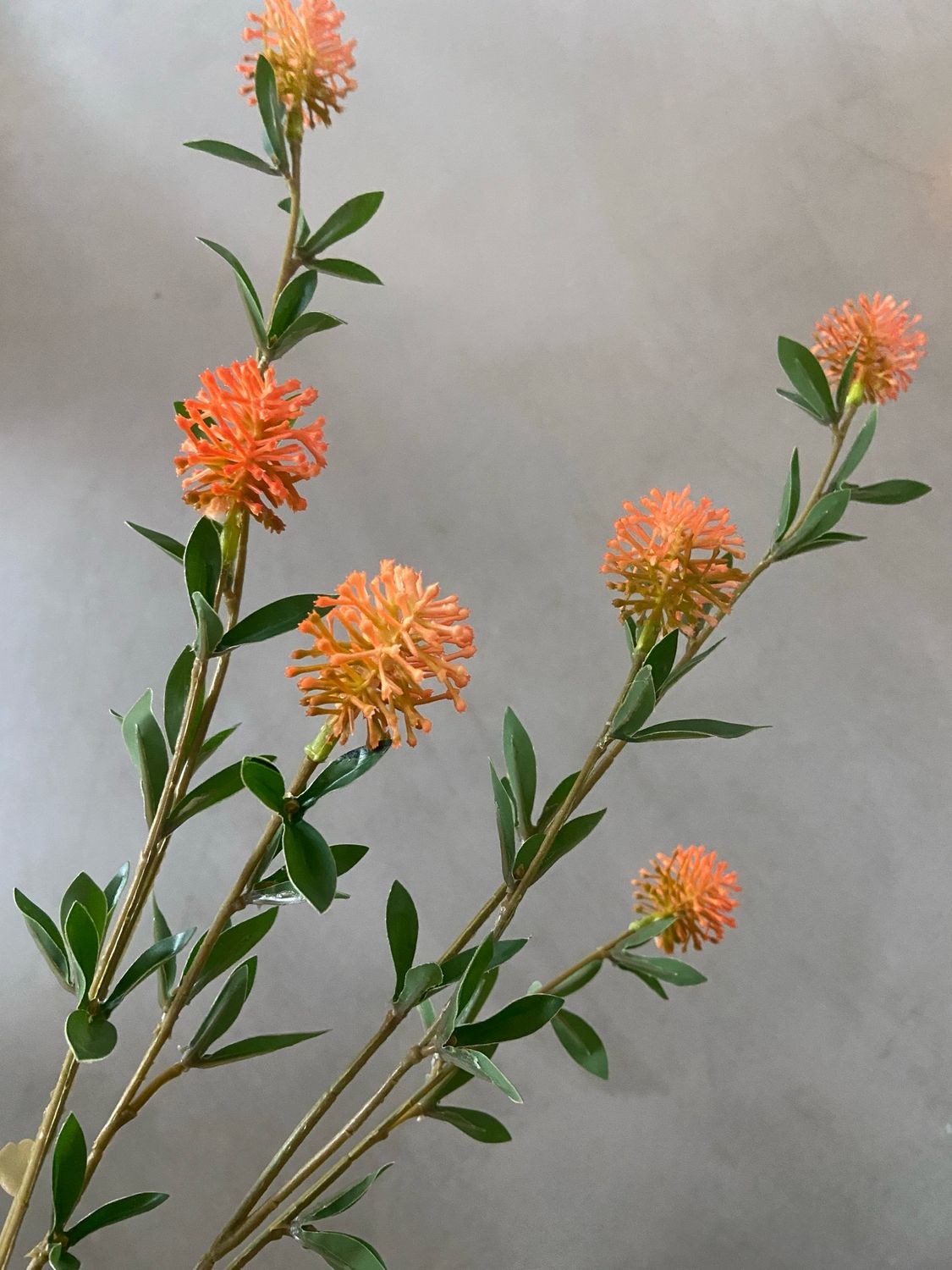 Thistle spray oranje