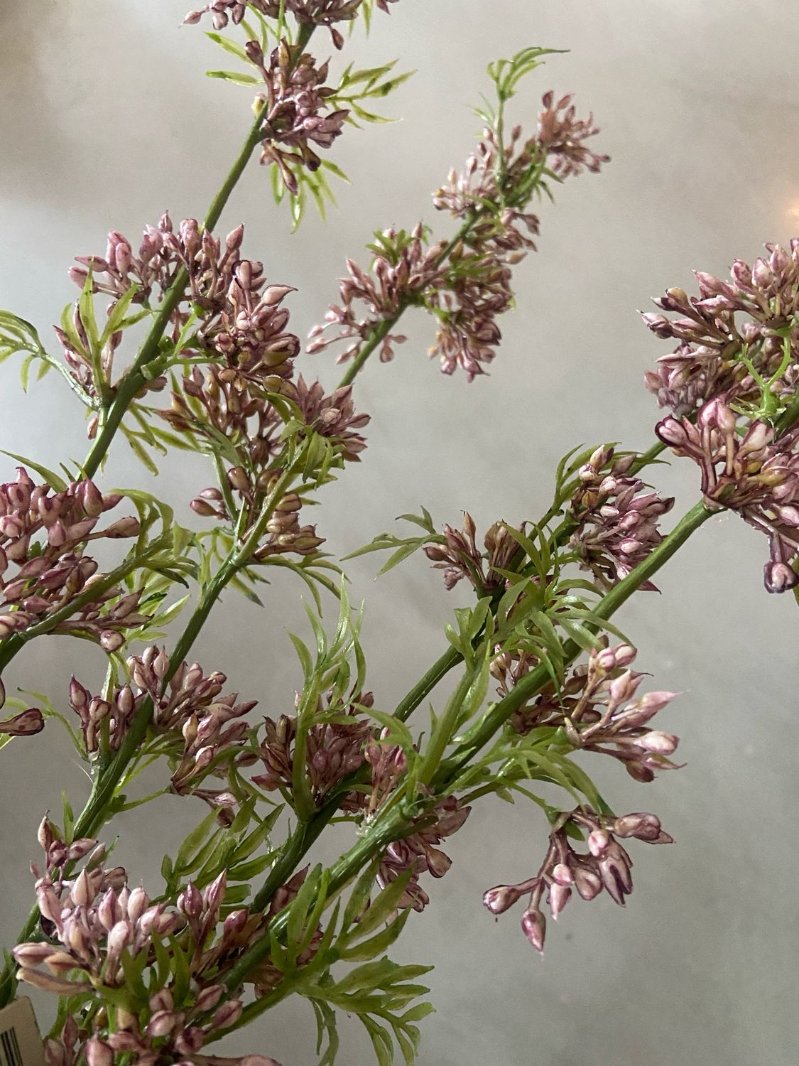 Juncus stem paars/wit