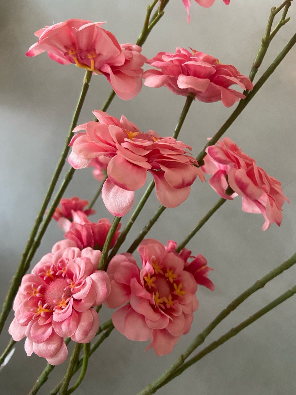 Zinnia spray roze
