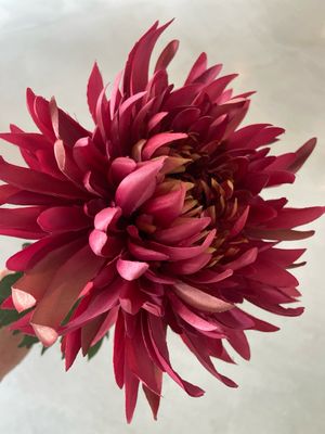 Chrysant XL donker roze 91 cm