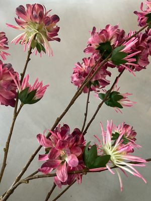 Akelei fuchsia / paars
