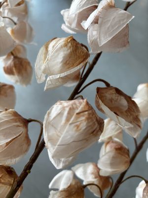 Physalis spray crème 130 cm