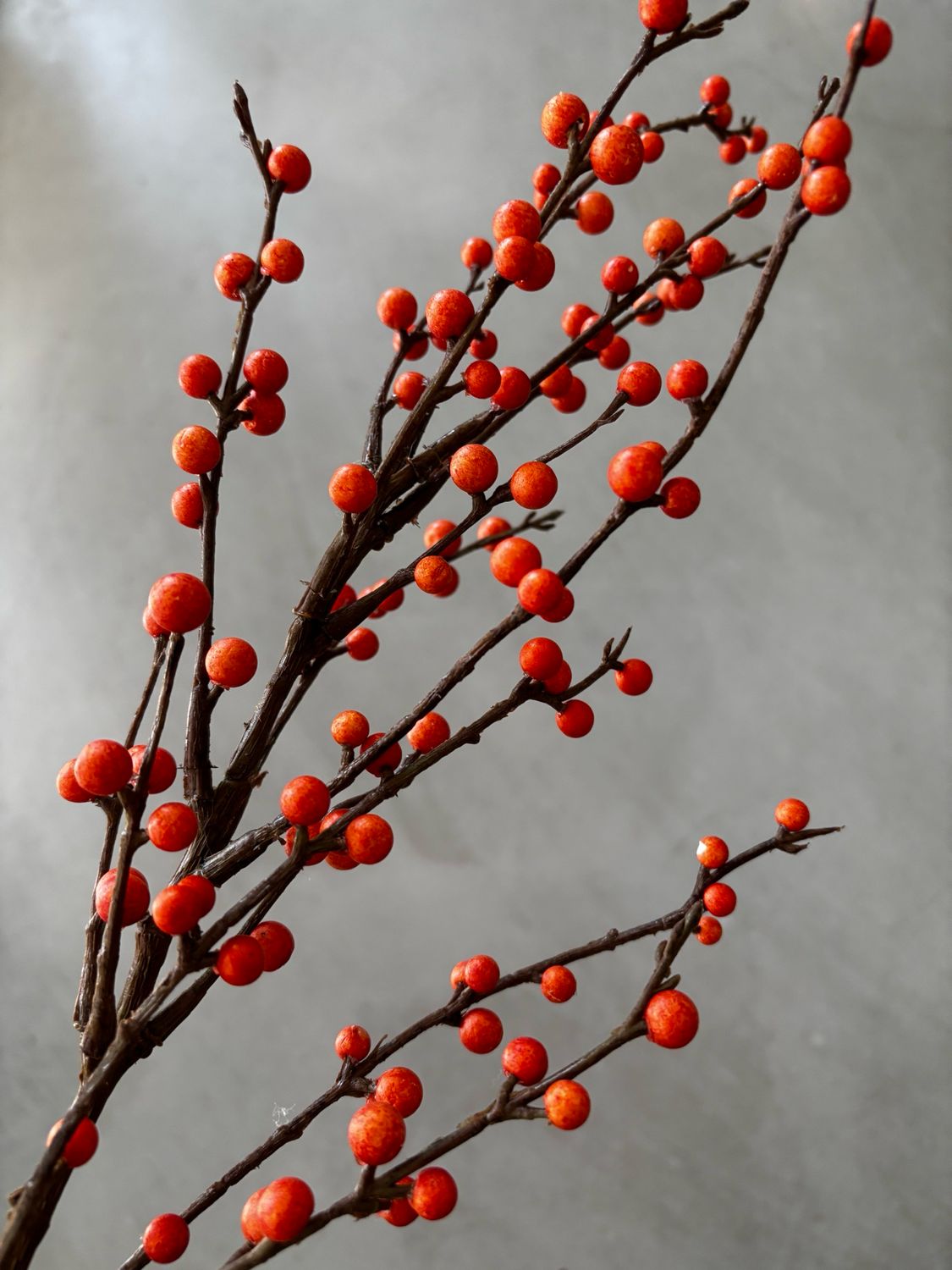 Ilex bessentak spray oranje 90 cm
