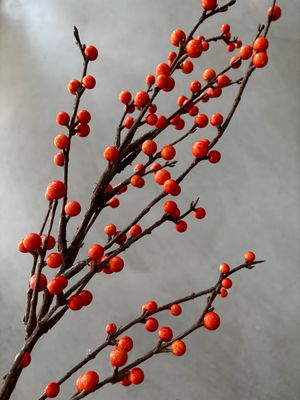 Ilex bessentak spray oranje 90 cm