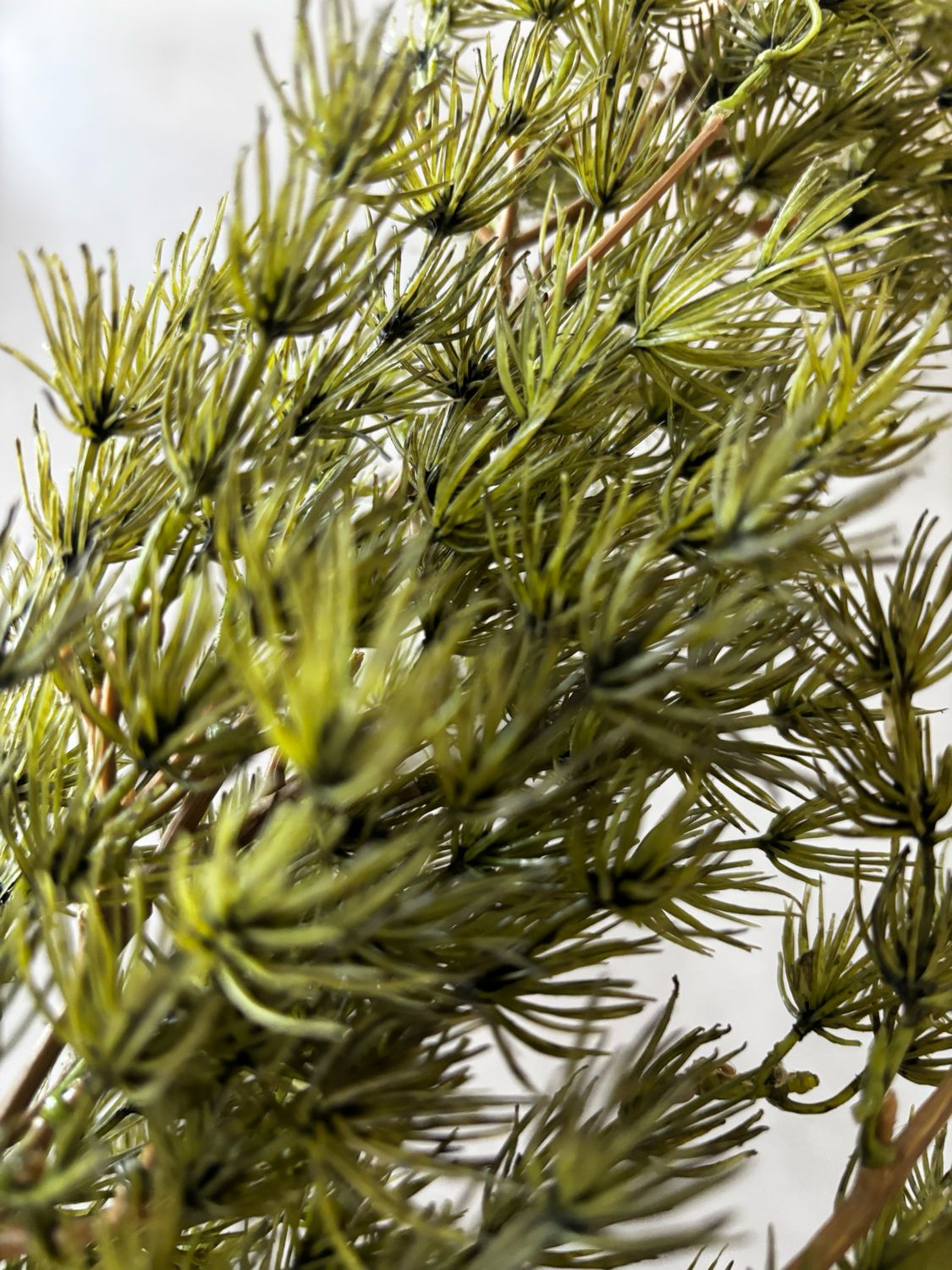 Kunsttak asparagus 100 cm