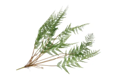 ​Zijdevaren Cibotium groen – 133 cm