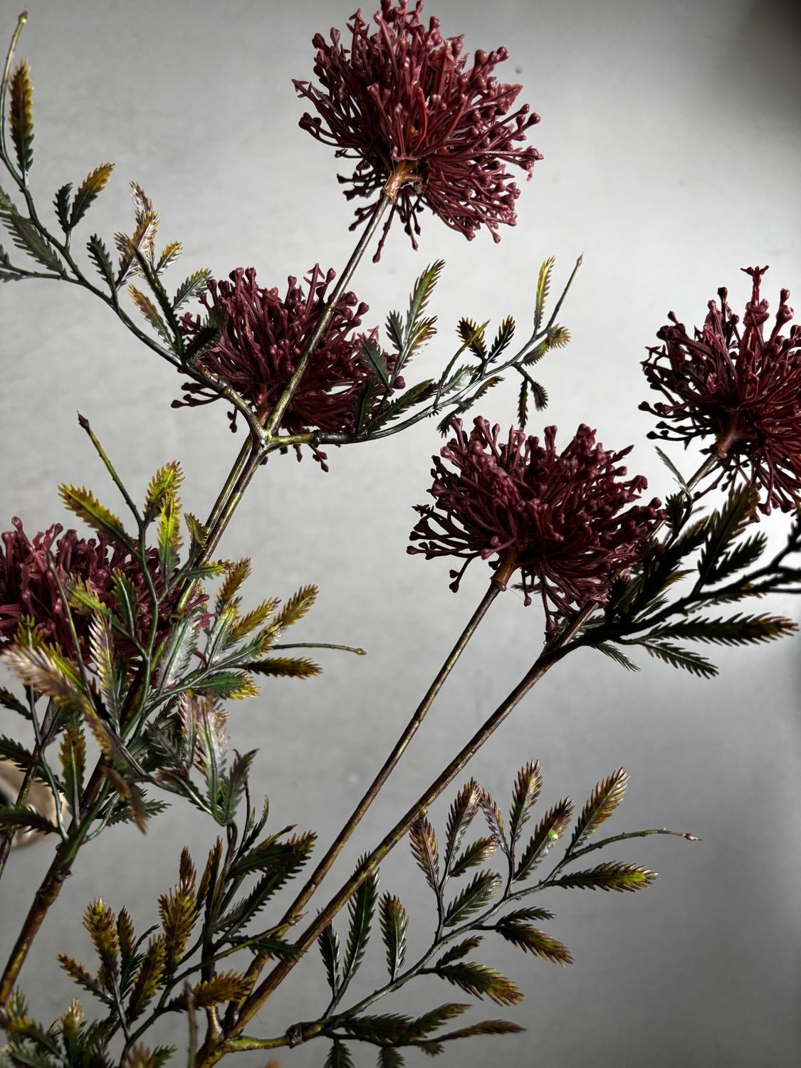 Heracleum paars 83 cm