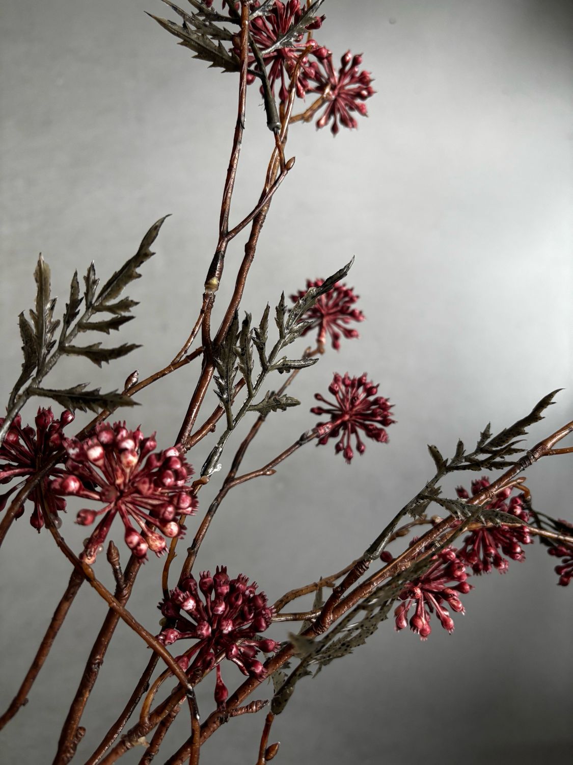 Hedera berry paars