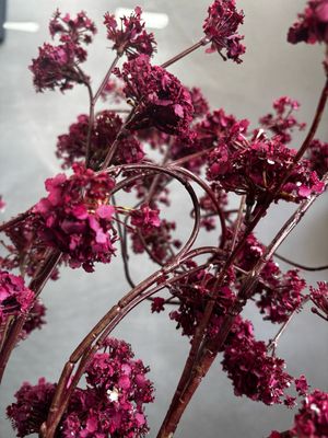 Verbena spray 100 cm