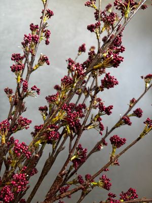 Callicarpa spray 105 cm