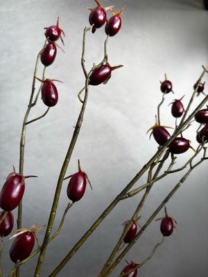 Rozenbottel Bordeaux 90 cm