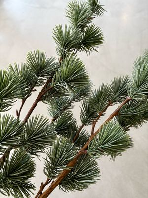 Larix takken