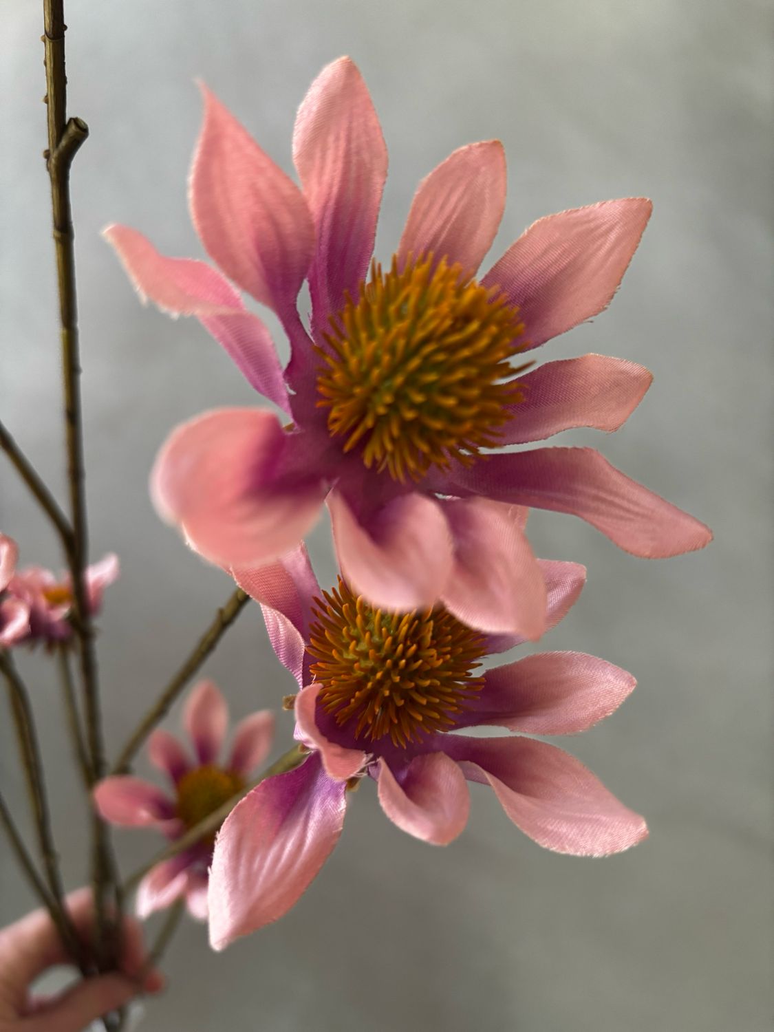 Asteraceae licht paars 123 cm