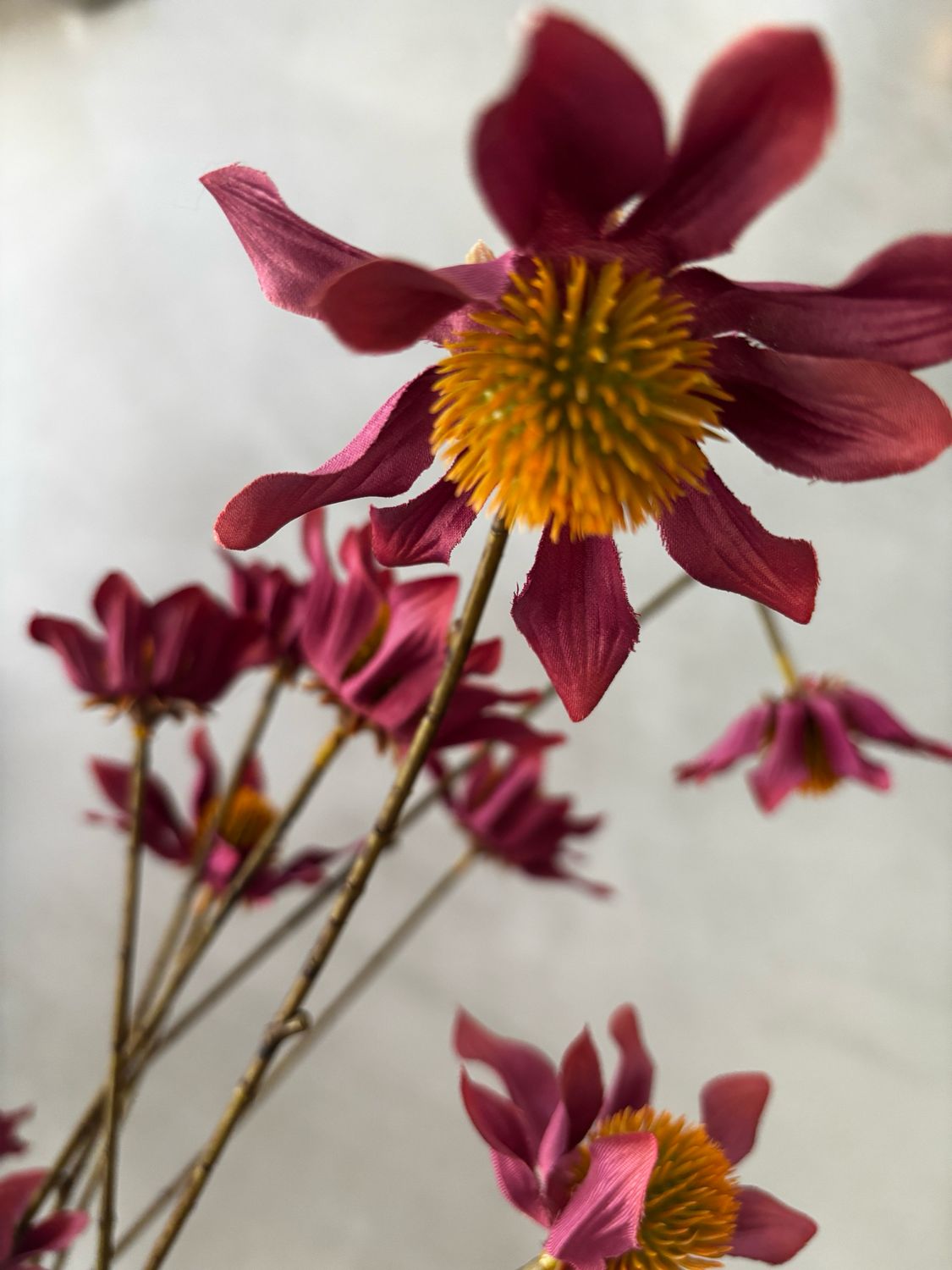 Asteraceae donker paars 123 cm
